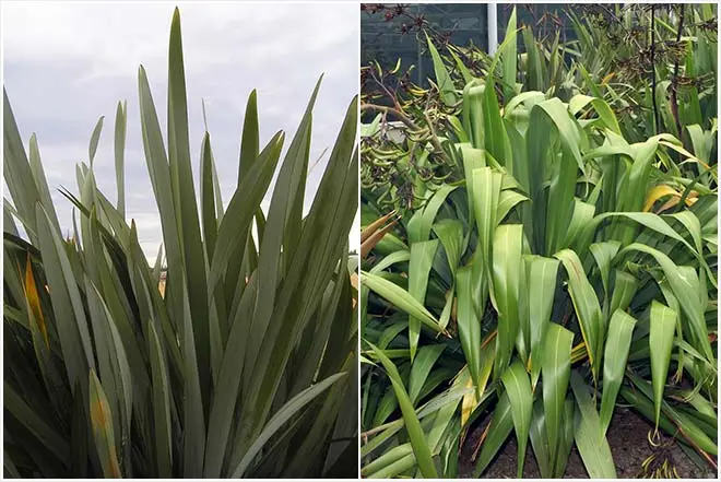 Types of flax