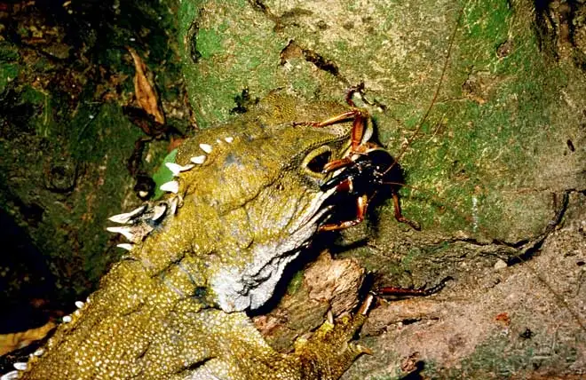 Tuatara eating a wētā