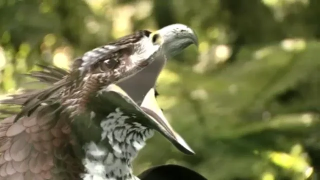 Haast’s eagle attacking a moa