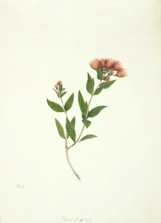 Watercolour of New Zealand rata by Martha King