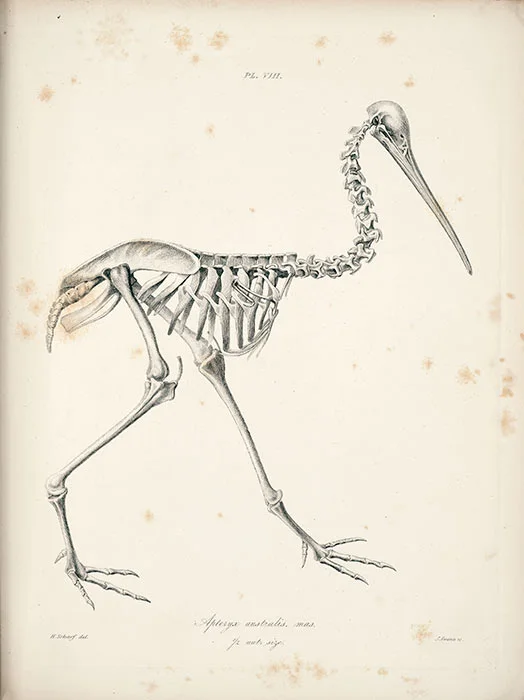 Kiwi skeleton