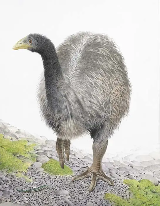 The heavy-footed moa