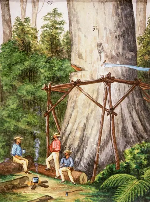 Felling a kauri