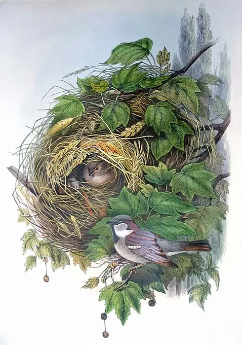 House sparrow