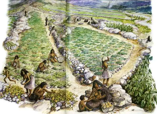 Māori garden, 18th century