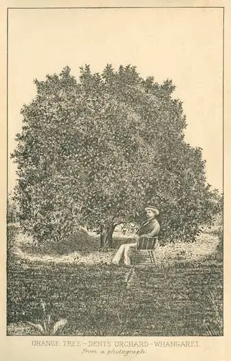 Orange tree, Whangārei, 1880s