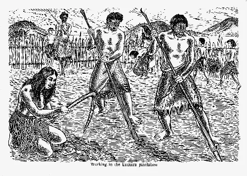 Working in the kūmara plantation