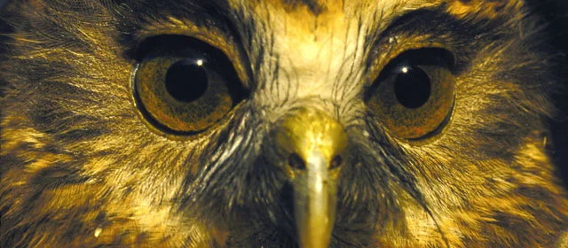 Ngā manu – birds