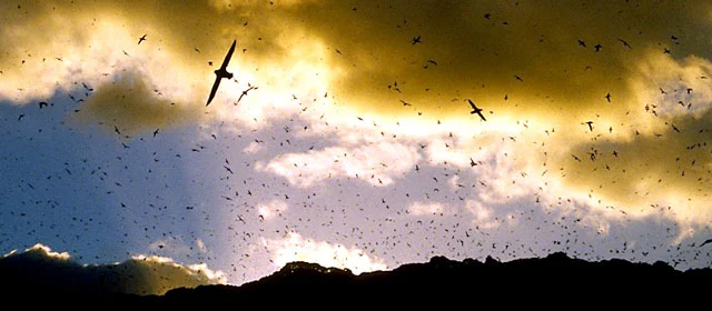 Tītī − muttonbirding