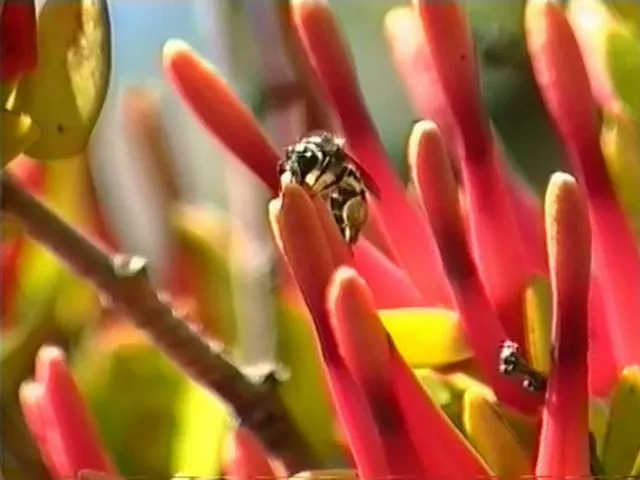 Pollinating mistletoe