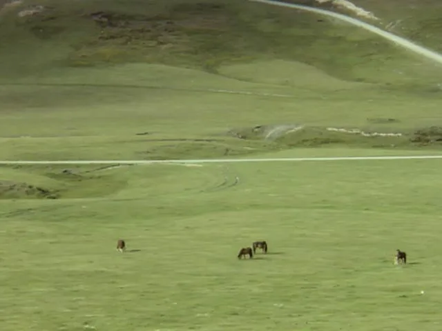 Kaimanawa horses