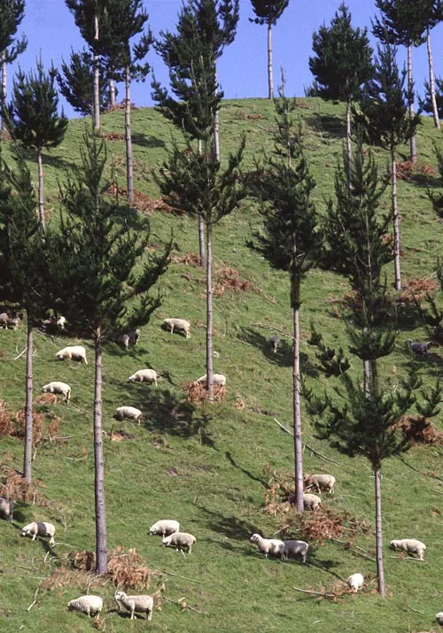 Agroforestry