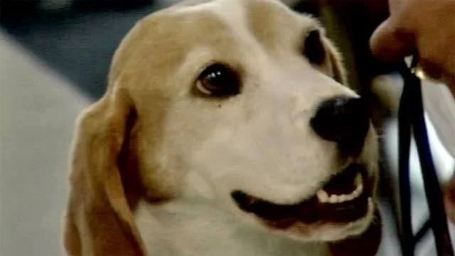 Sniffer dog at airport