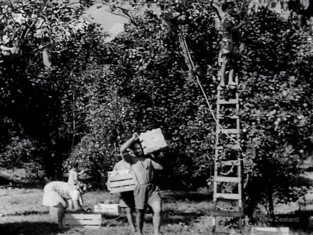 Picking oranges in the Cook Islands, 1951