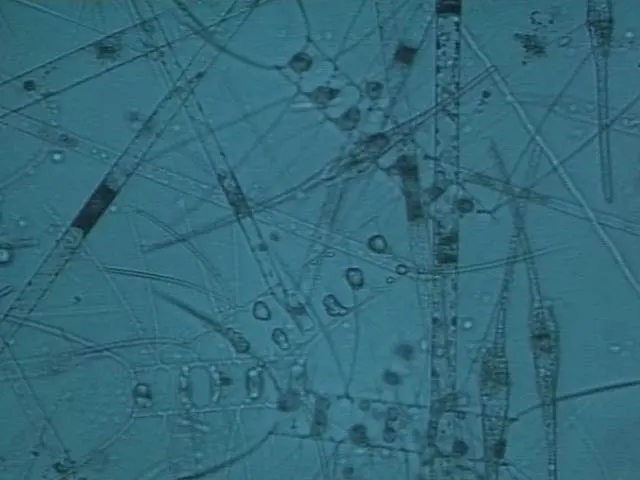 Open ocean food chain