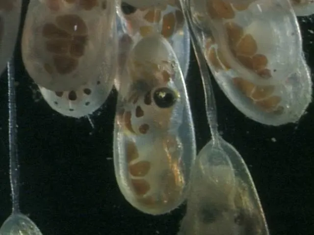 Hatching octopus