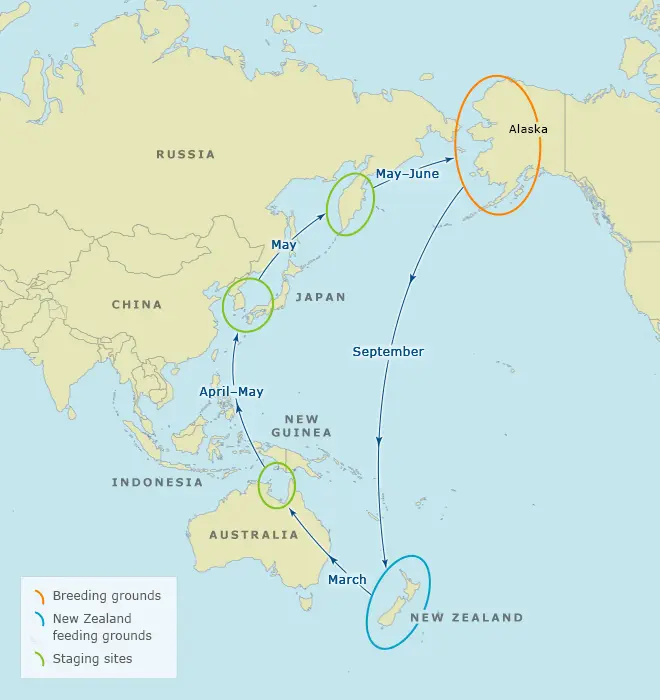 Bar-tailed godwits’ migration route
