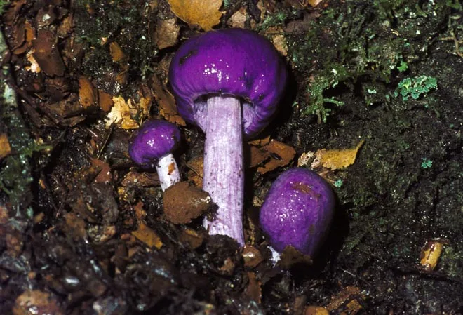 Pouch fungus