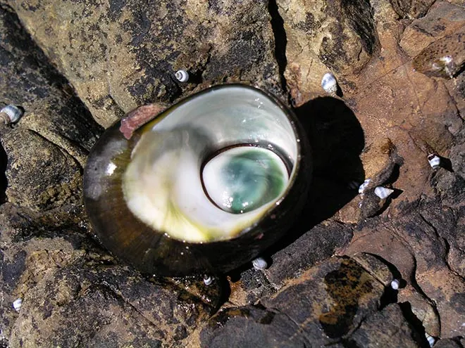 Cat’s eye in shell