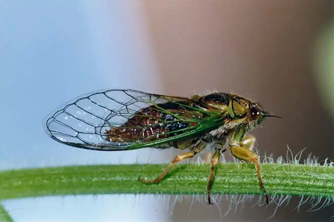 Sand dune cicada and redtailed cicada songs