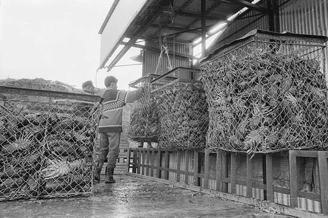 Chatham Islands crayfish boom