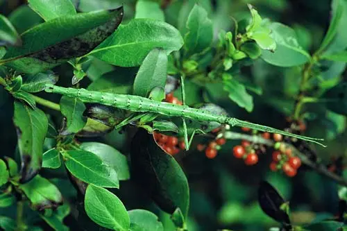 Green stick insect