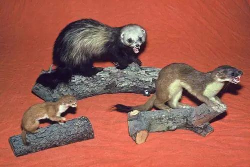 Three mustelids