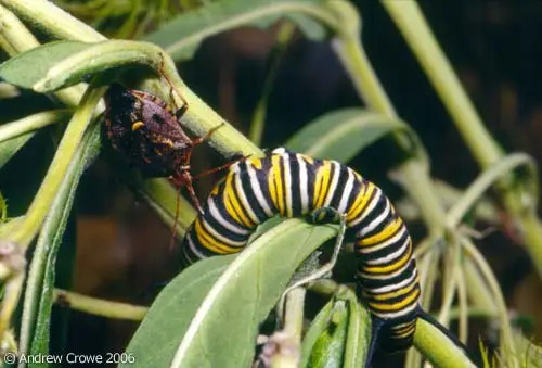 Brown soldier bug