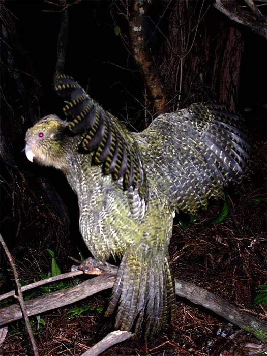 Kākāpō