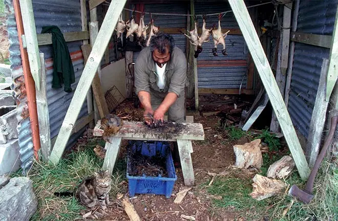 Weka harvest