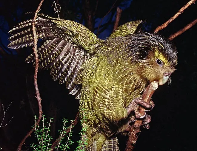 Kākāpō juvenile