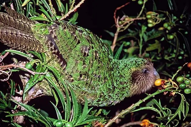 Kākāpō feeding