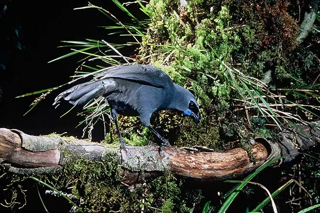 Kōkako on a branch