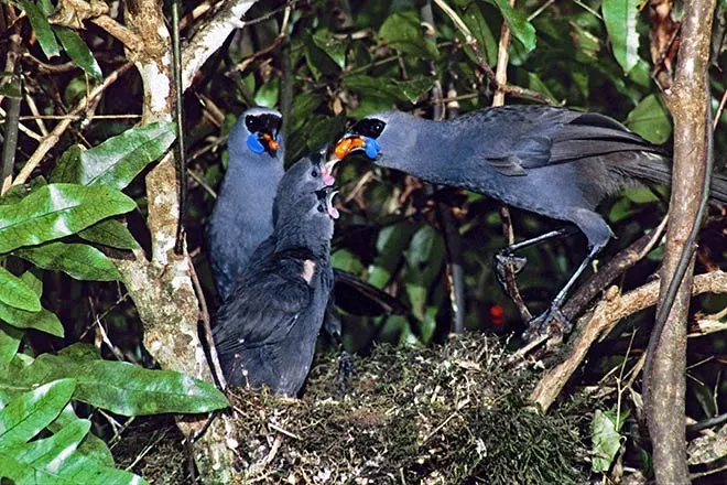 Kōkako feeding chicks