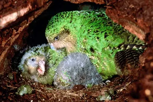 Kākāpō and nestlings