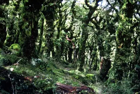 Forest lichens