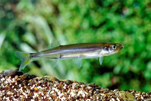 Common smelt
