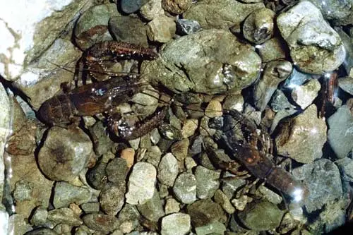 Freshwater crayfish