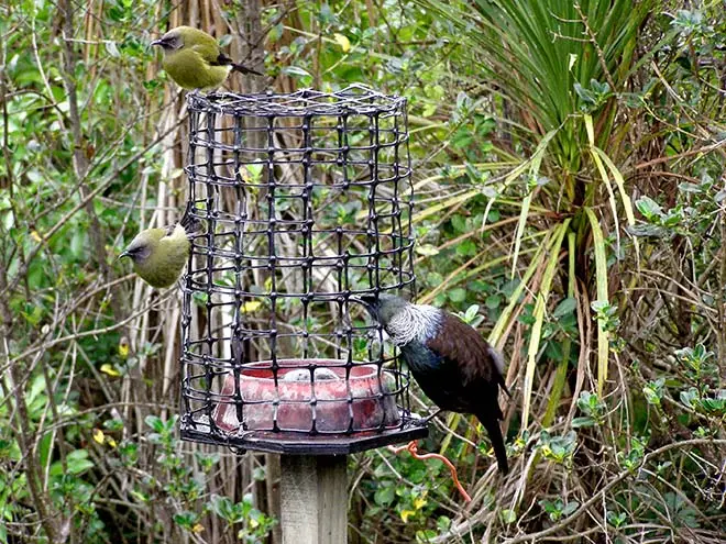 Bird feeder