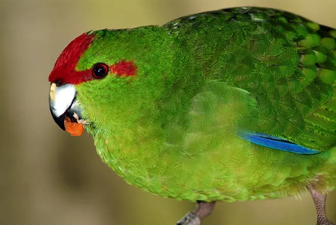 Kākāriki