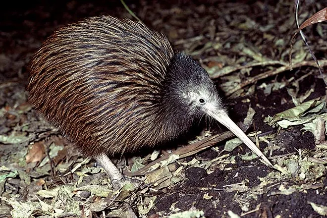 Bird calls: North Island brown kiwi