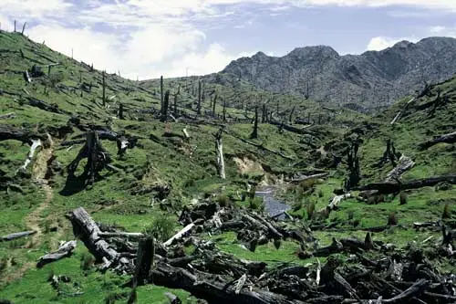 Pasture from deforested land