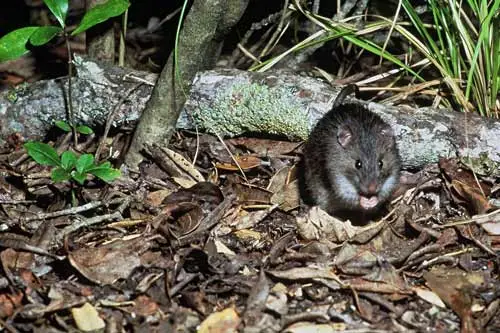 Kiore (Pacific rat)