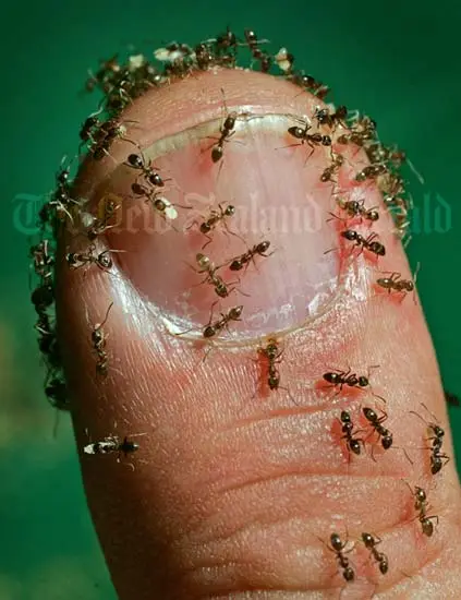 Argentine ants