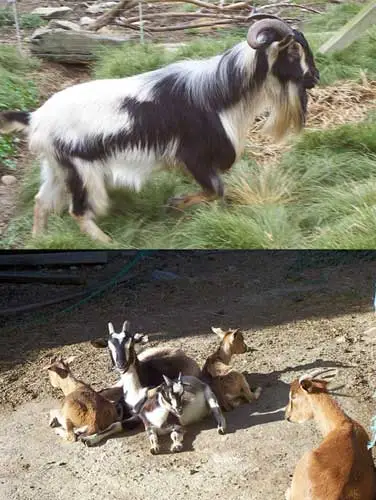 Arapawa Island goats