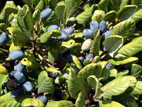 Taraire leaves and berries