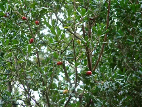 Tawapou foliage and fruit