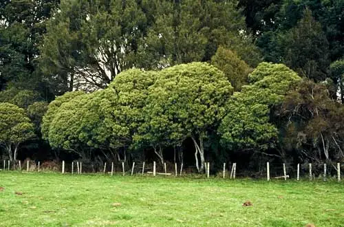 Ball's Clearing Scenic Reserve