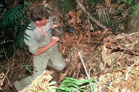 Releasing North Island brown kiwi