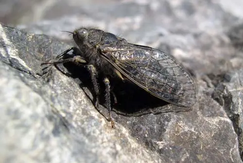 Alpine cicada